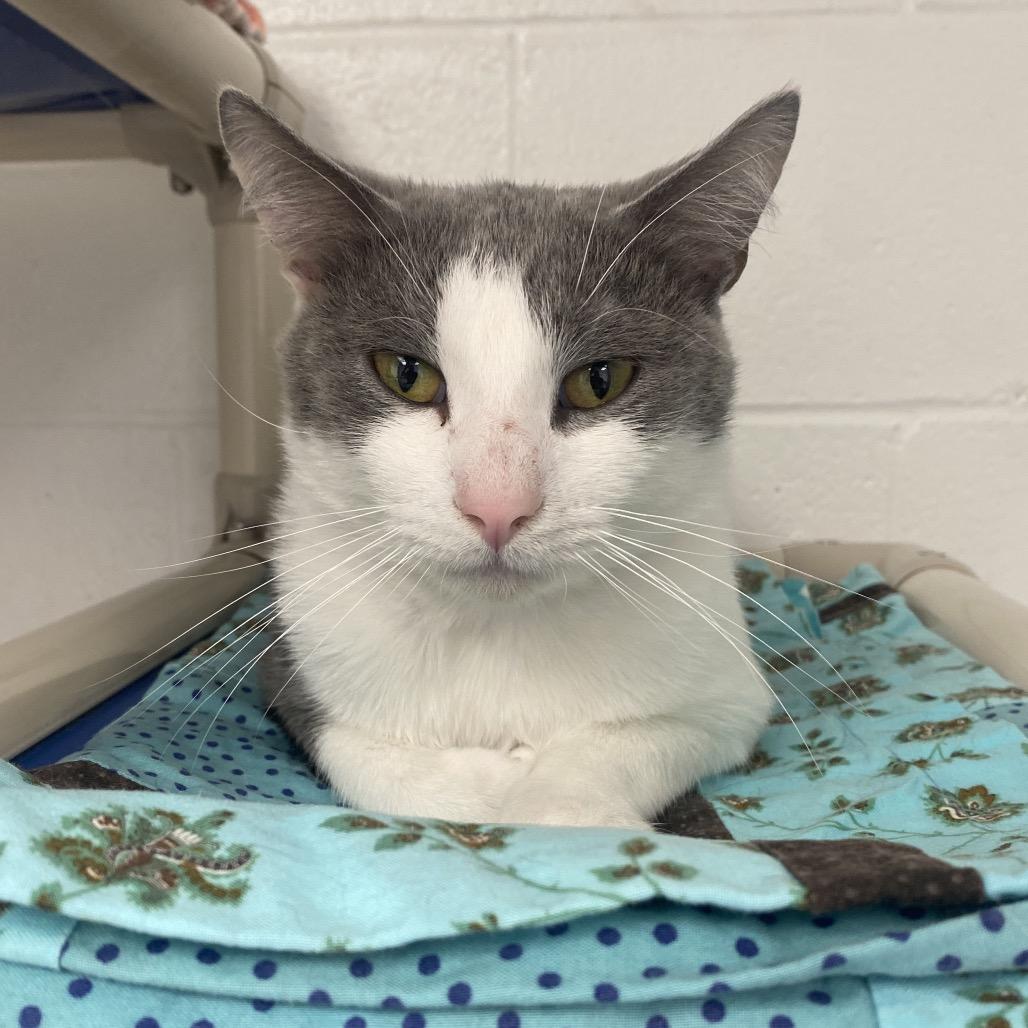 Enlarge Grasshopper, a Adoptable Domestic Short Hair in Dayton, OH image 5/6