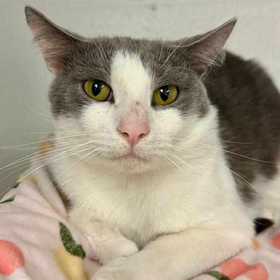 Enlarge Grasshopper, a Adoptable Domestic Short Hair in Dayton, OH image 6/6