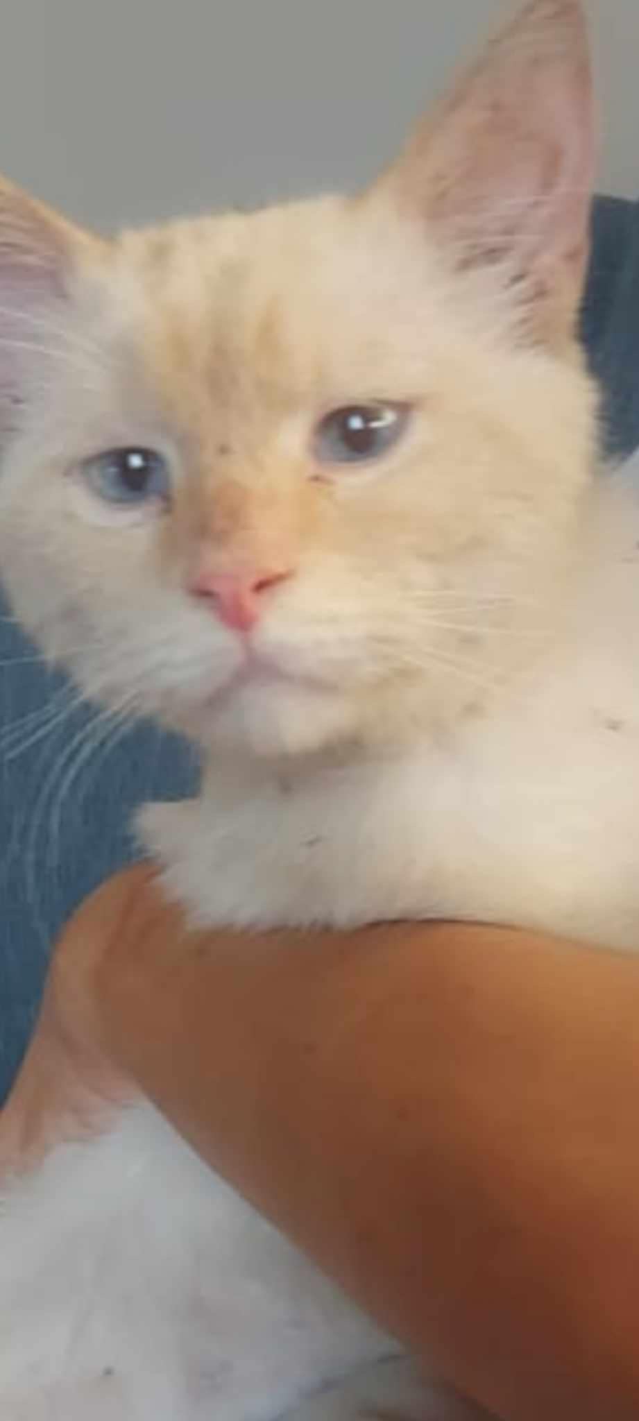 Java, Young Male unknown