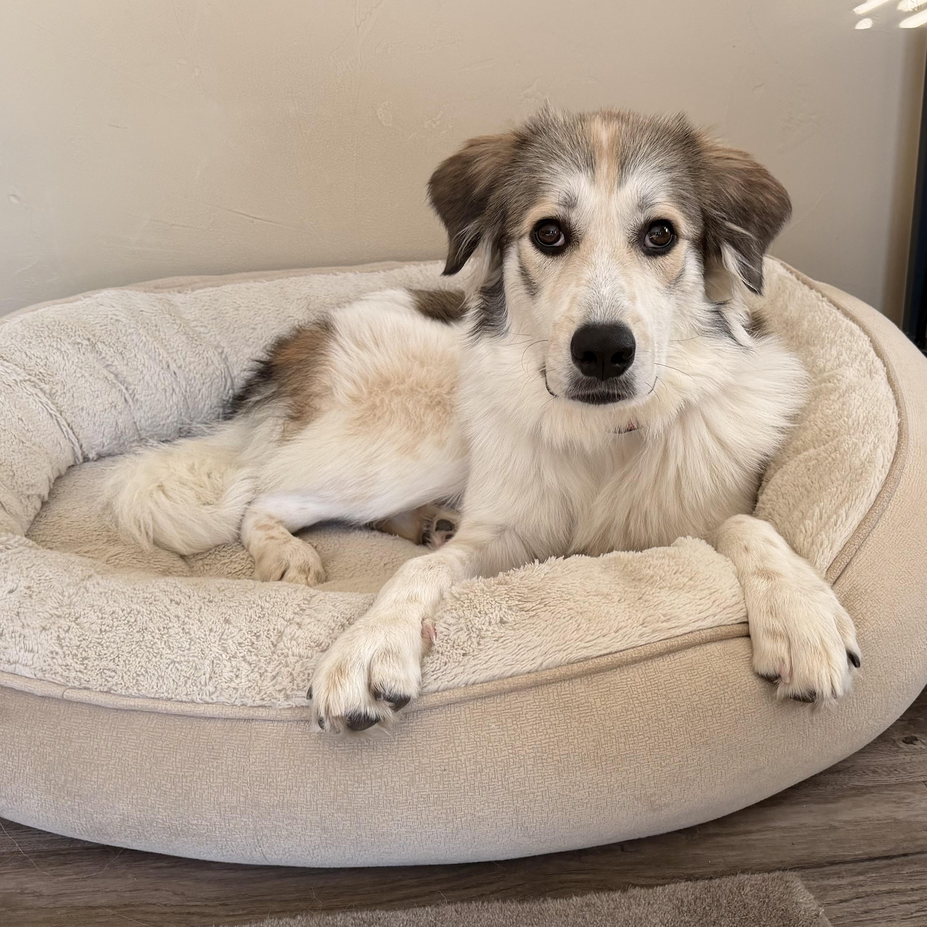 Enlarge Jane - Home Visit in Process, a Adopted mixed breed in Hartland, WI image 4/6