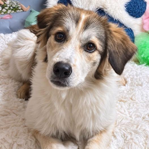 Enlarge Jane - Home Visit in Process, a Adopted mixed breed in Hartland, WI image 2/6
