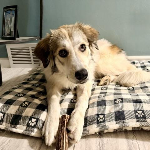 Enlarge Jane - Home Visit in Process, a Adopted mixed breed in Hartland, WI image 5/6
