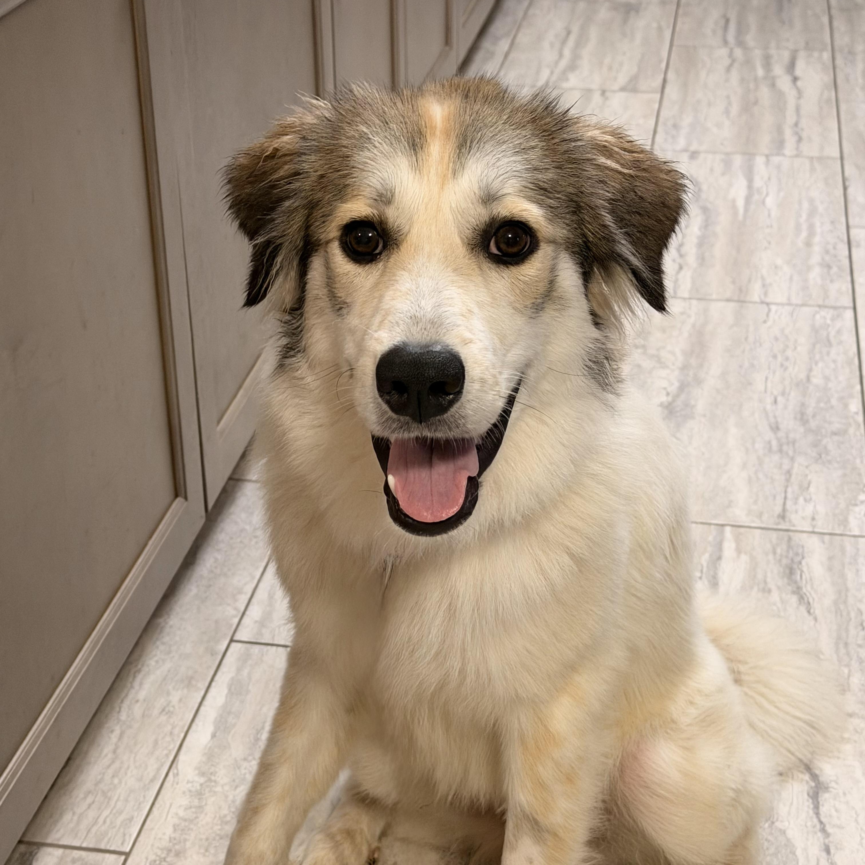 Enlarge Jane - Home Visit in Process, a Adopted mixed breed in Hartland, WI image 3/6