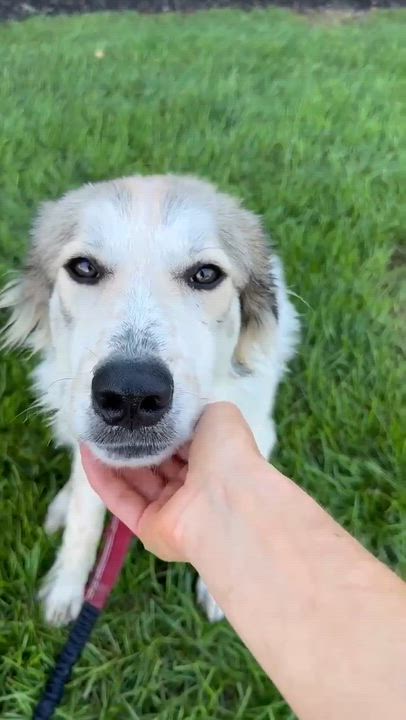 Enlarge Jane - Home Visit in Process, a Adopted mixed breed in Hartland, WI video 6/6