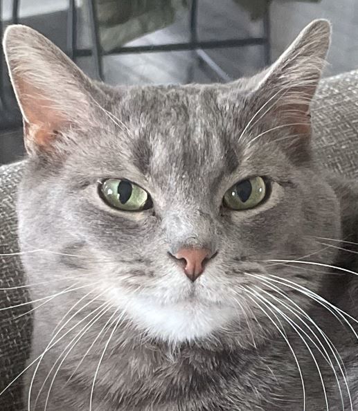 Enlarge Stella, a Adoptable Domestic Short Hair in Huntley, IL image 1/12