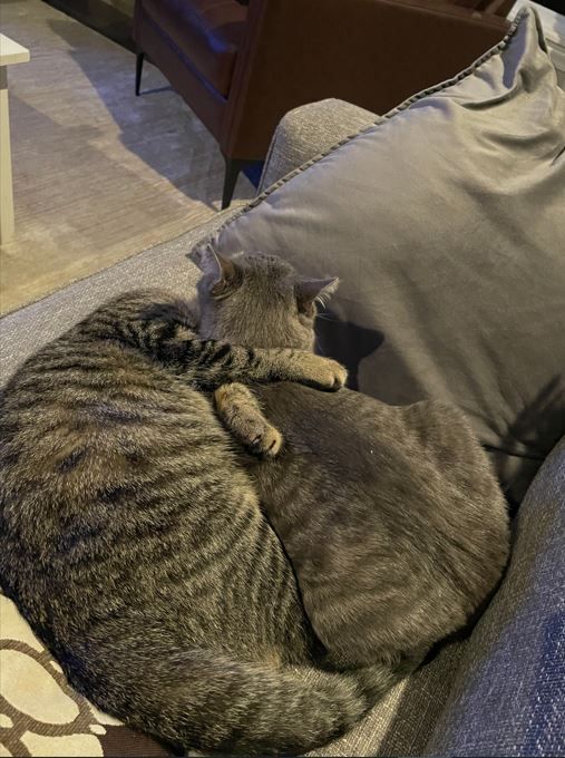 Enlarge Stella, a Adoptable Domestic Short Hair in Huntley, IL image 2/12