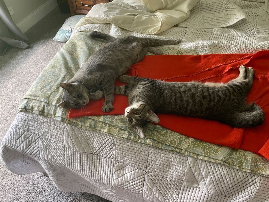 Enlarge Stella, a Adoptable Domestic Short Hair in Huntley, IL image 3/12