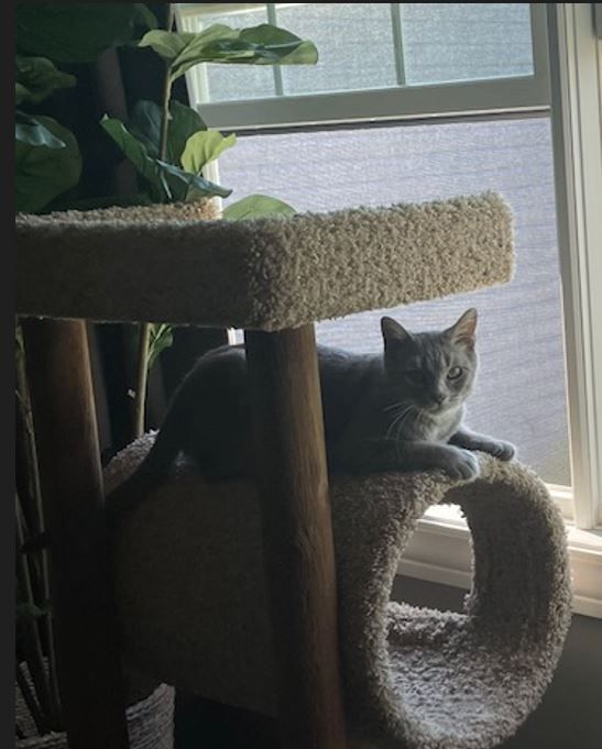 Enlarge Stella, a Adoptable Domestic Short Hair in Huntley, IL image 4/12