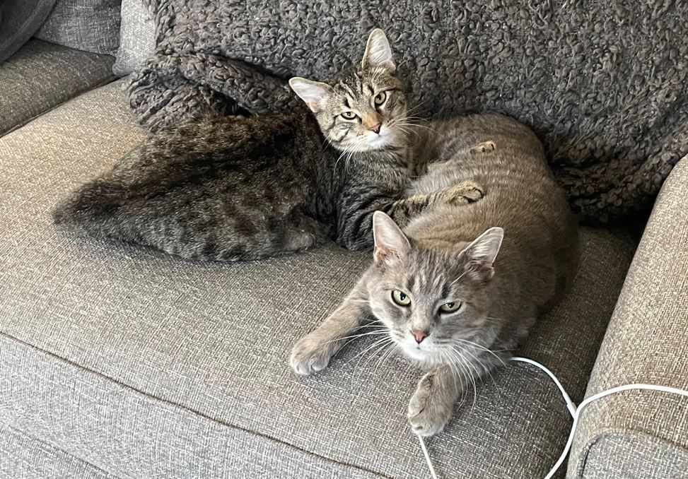 Enlarge Stella, a Adoptable Domestic Short Hair in Huntley, IL image 5/12