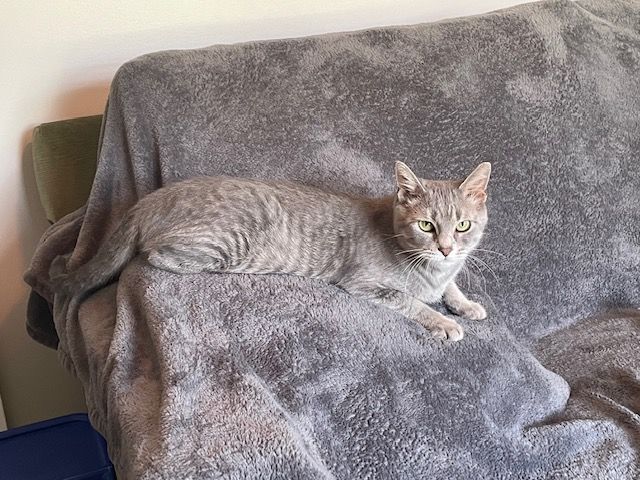 Enlarge Stella, a Adoptable Domestic Short Hair in Huntley, IL image 6/12