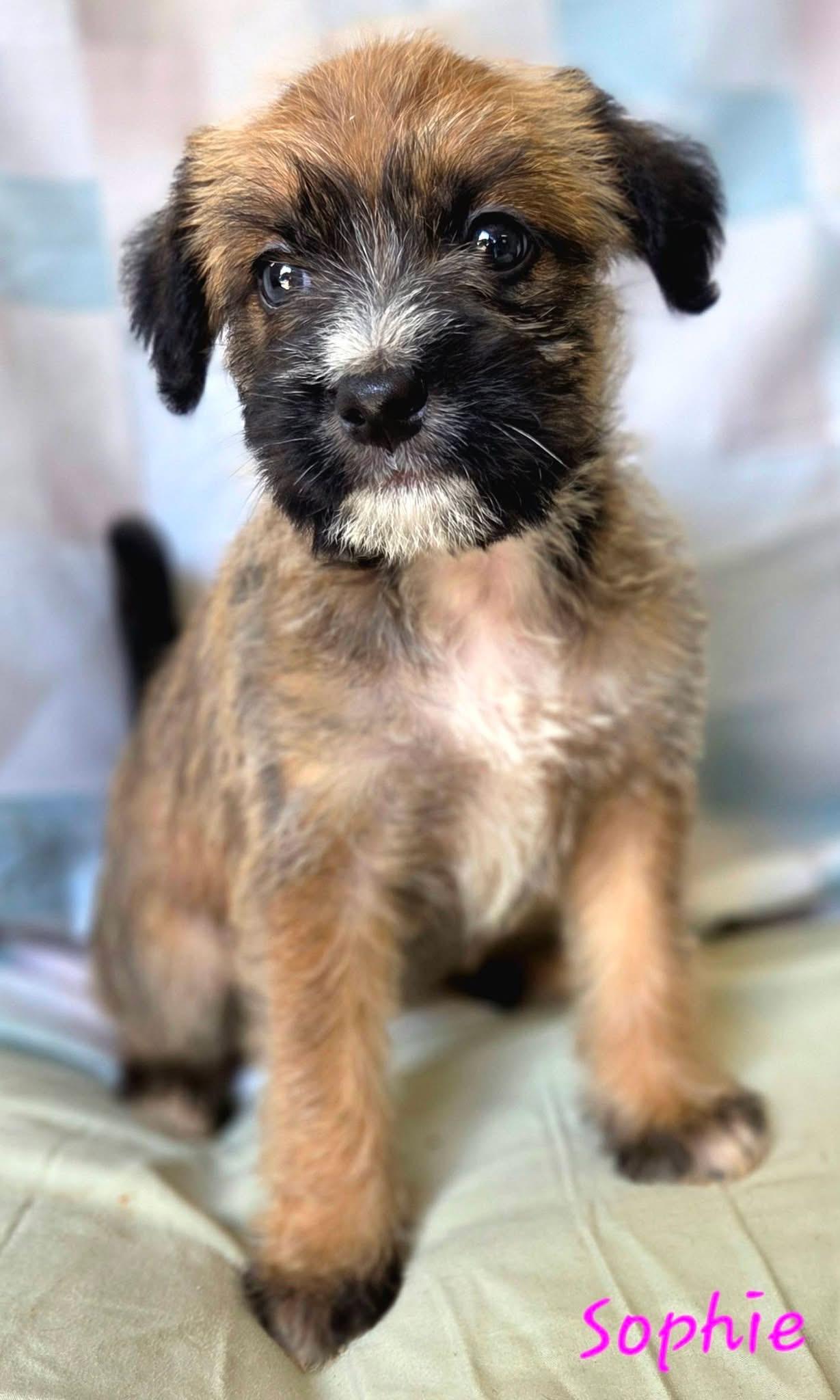 Sophie - Perfect Match Litter, Adoptable, Puppy Female Poodle & Retriever.