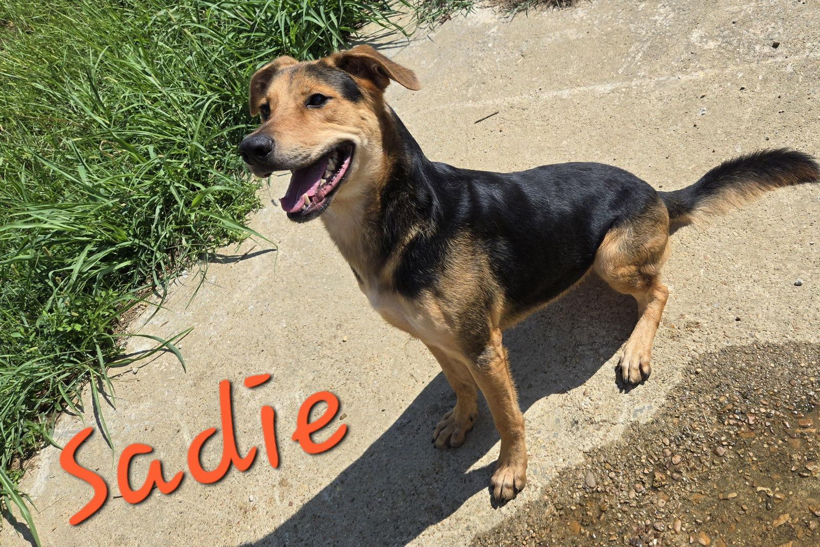 Sadie — thumbnail 2