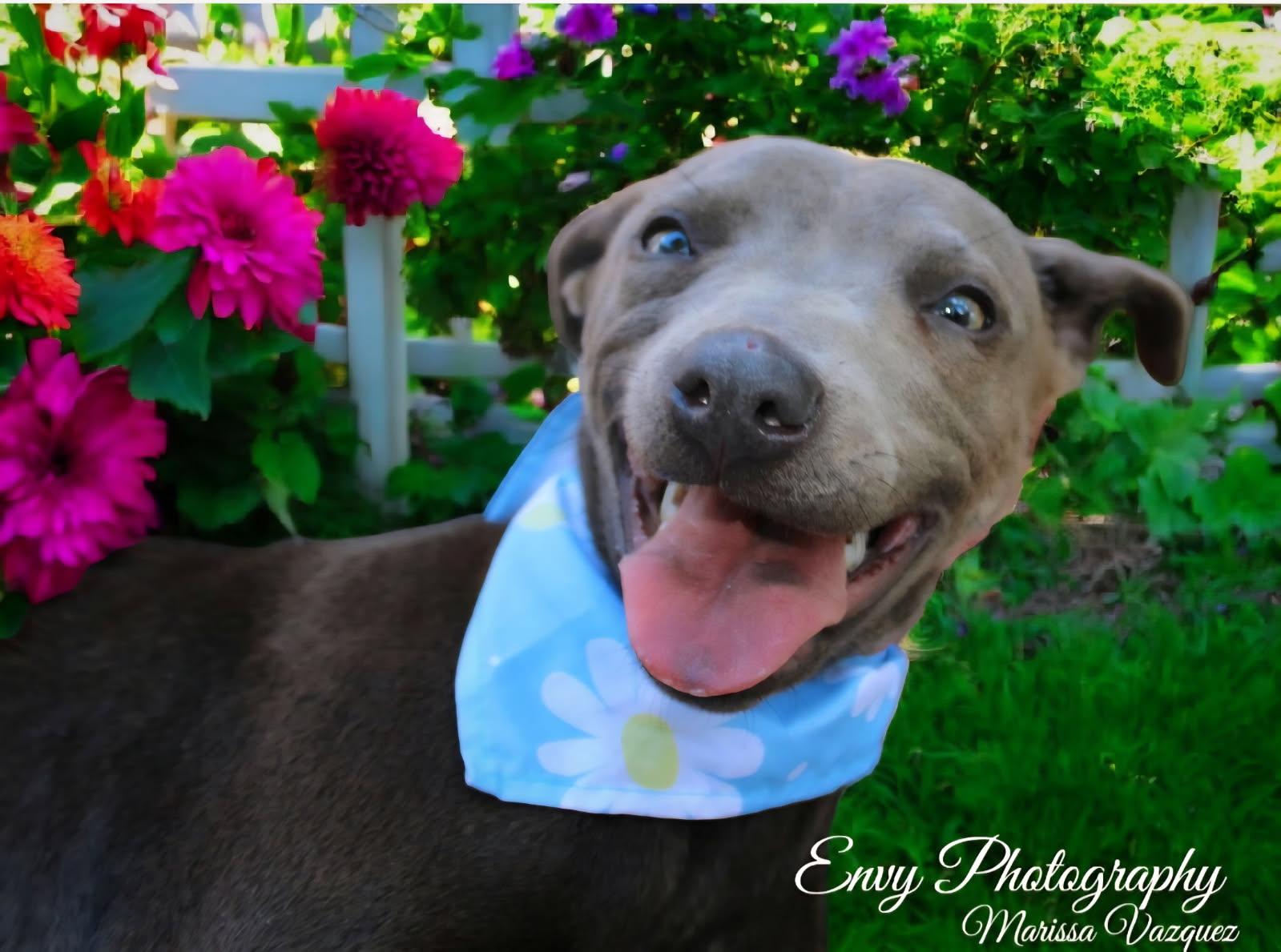 Delilah (Dresden#14)