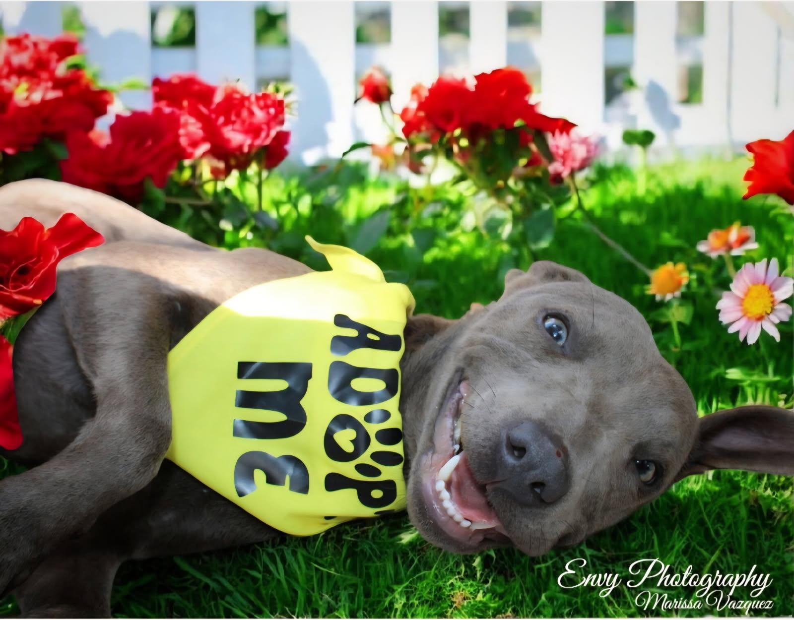 Delilah (Dresden#14) 1