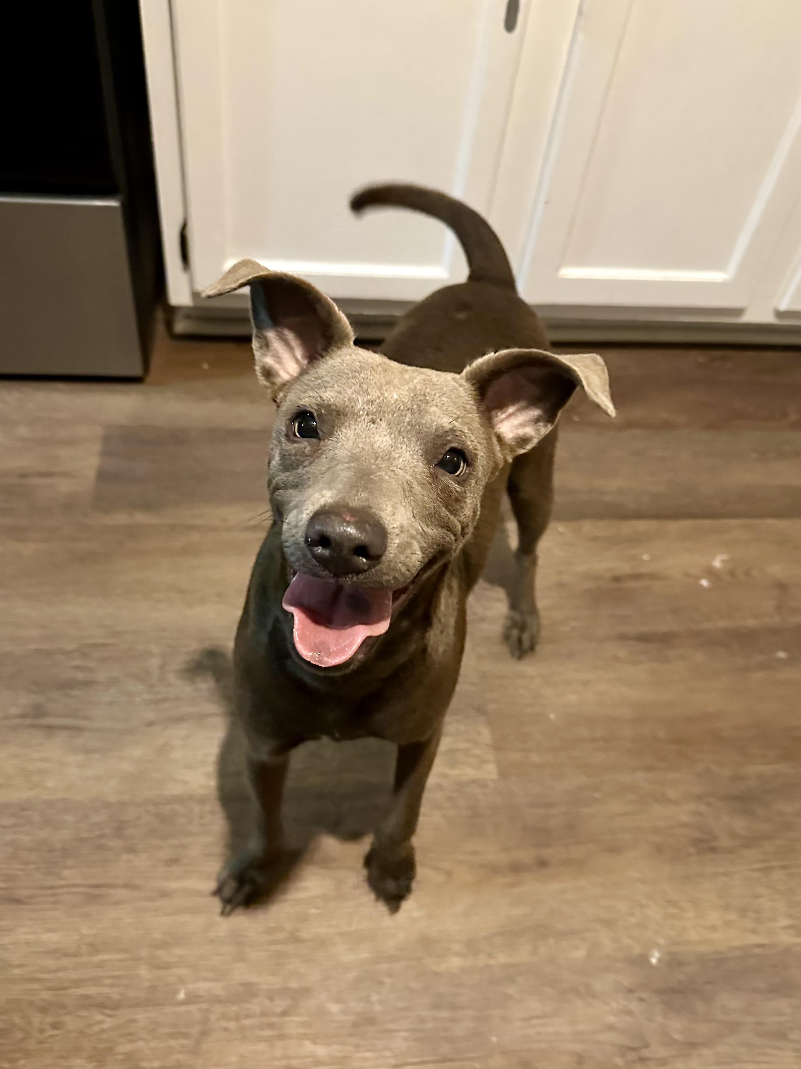 Delilah (Dresden#14)