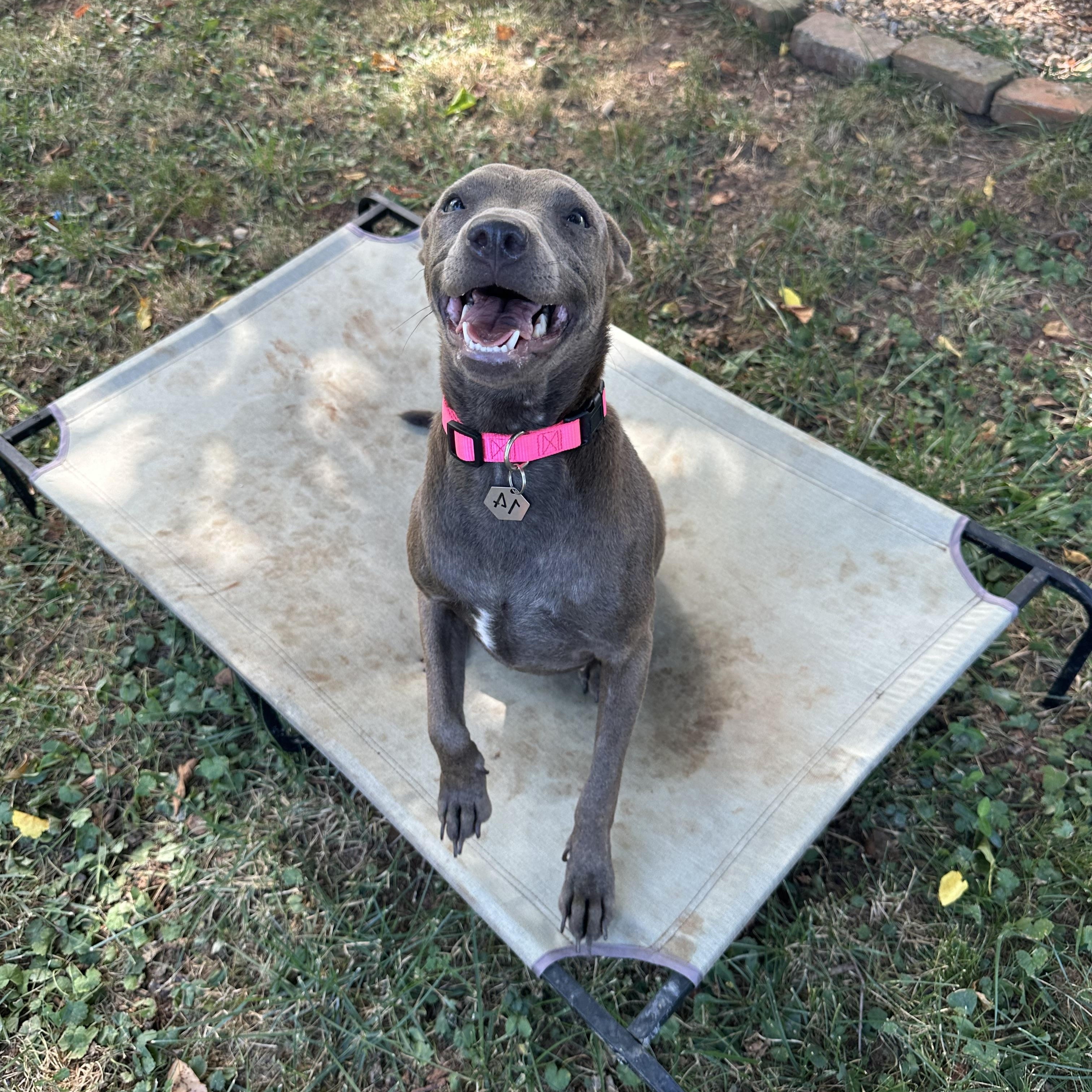 Delilah (Dresden#14)