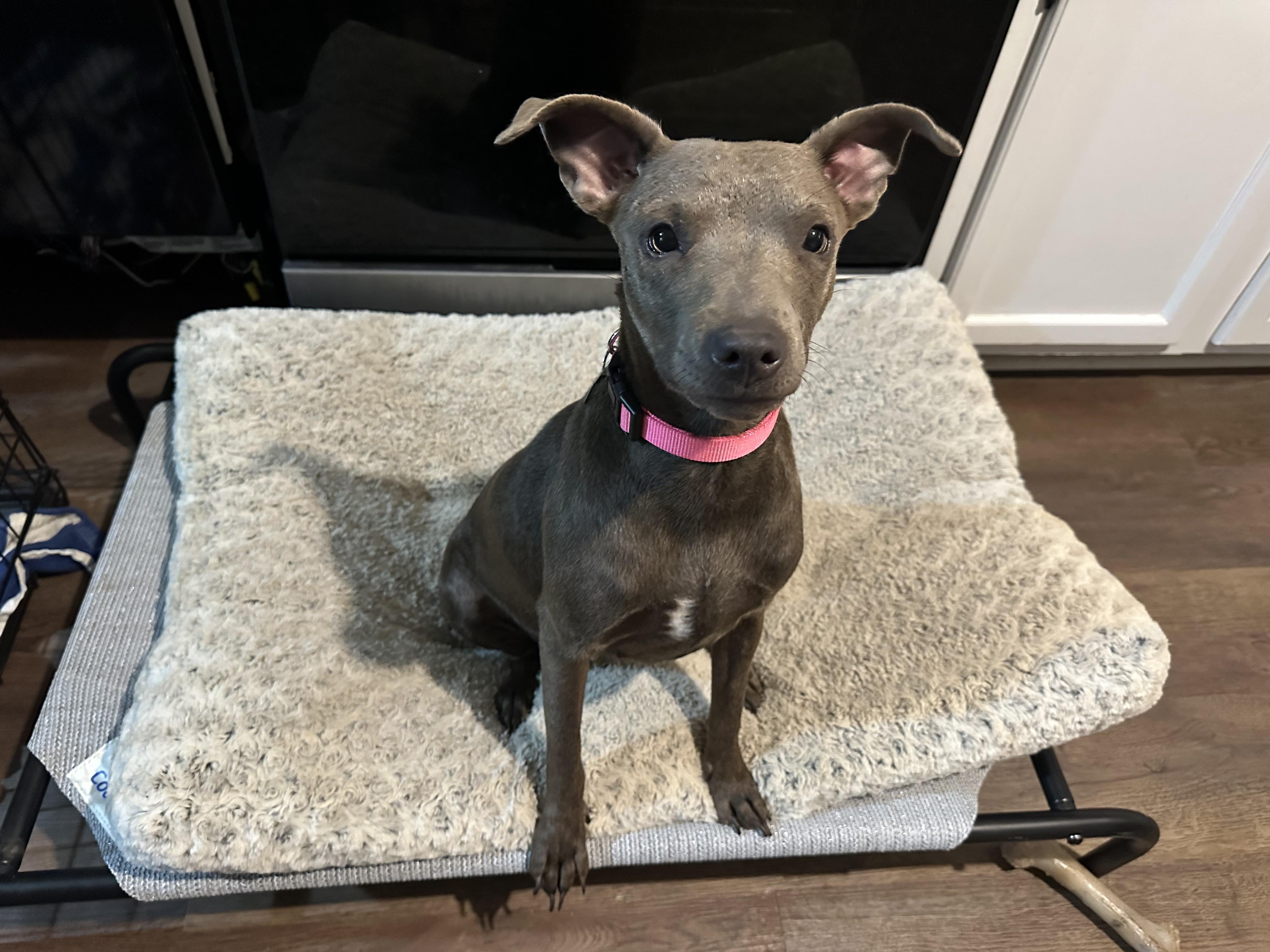 Delilah (Dresden#14) 3