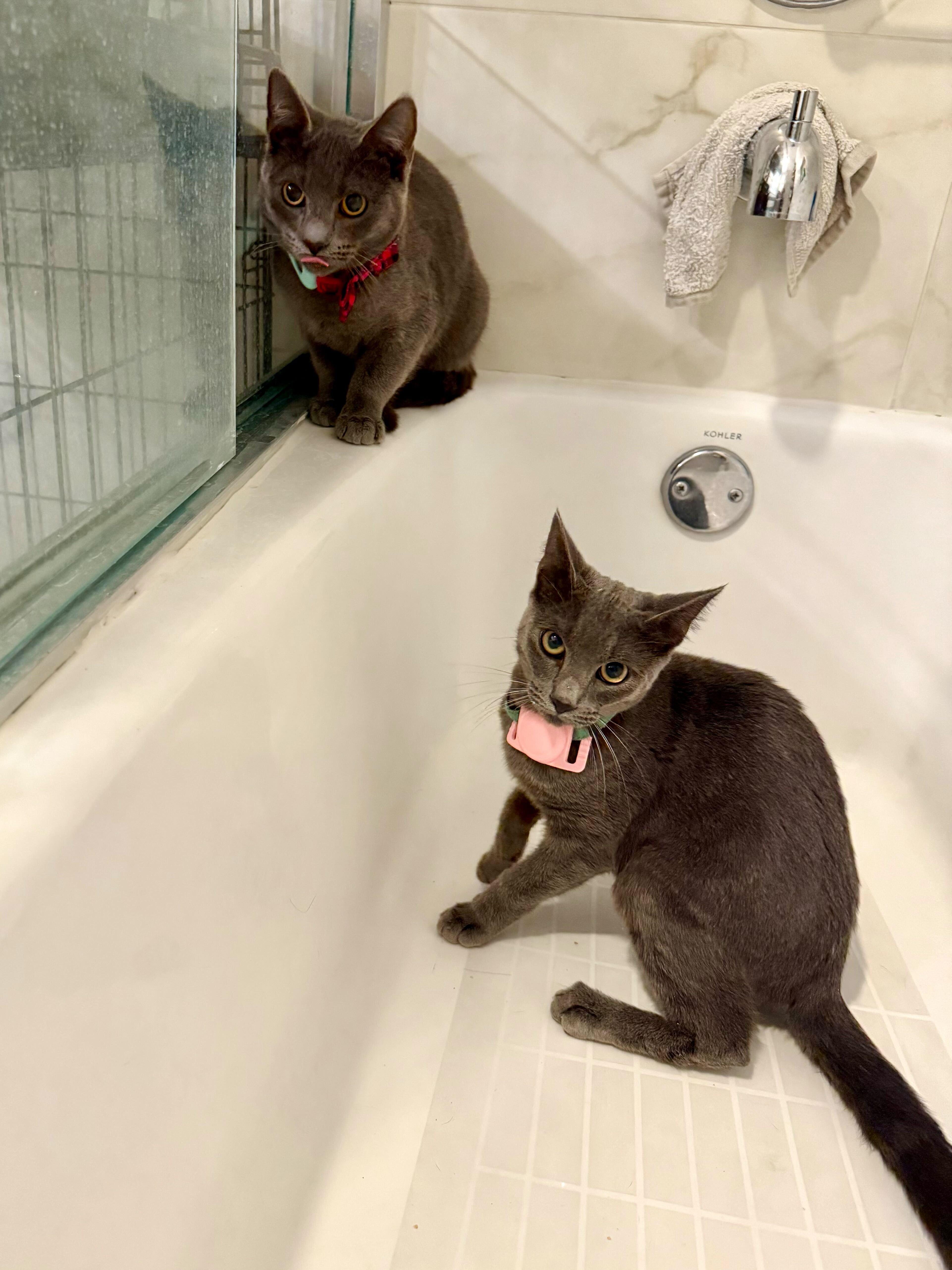 Yakko, Adoptable, Kitten Male Domestic Short Hair.