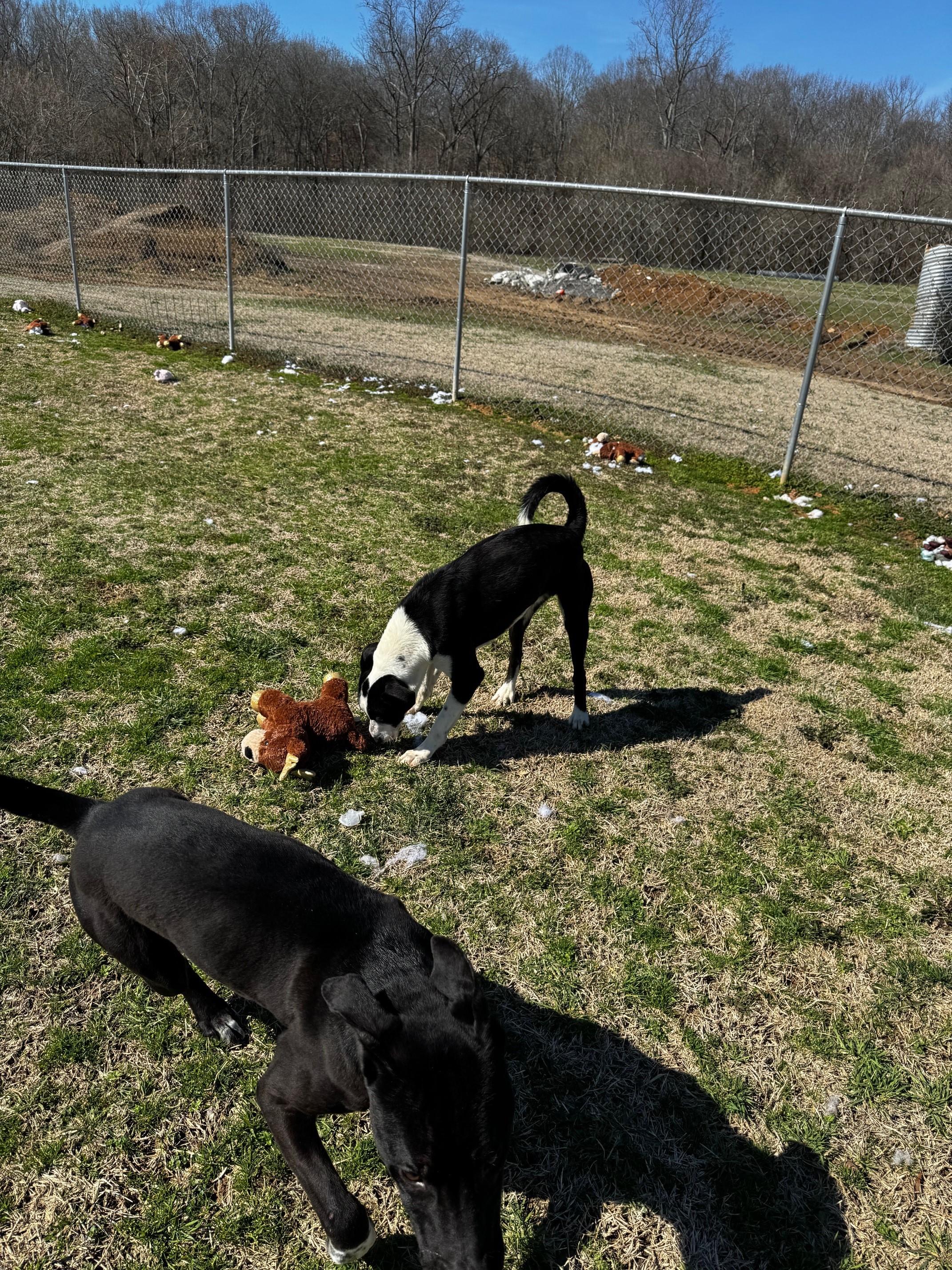 Cook, Adoptable, Adult Male Pit Bull Terrier.
