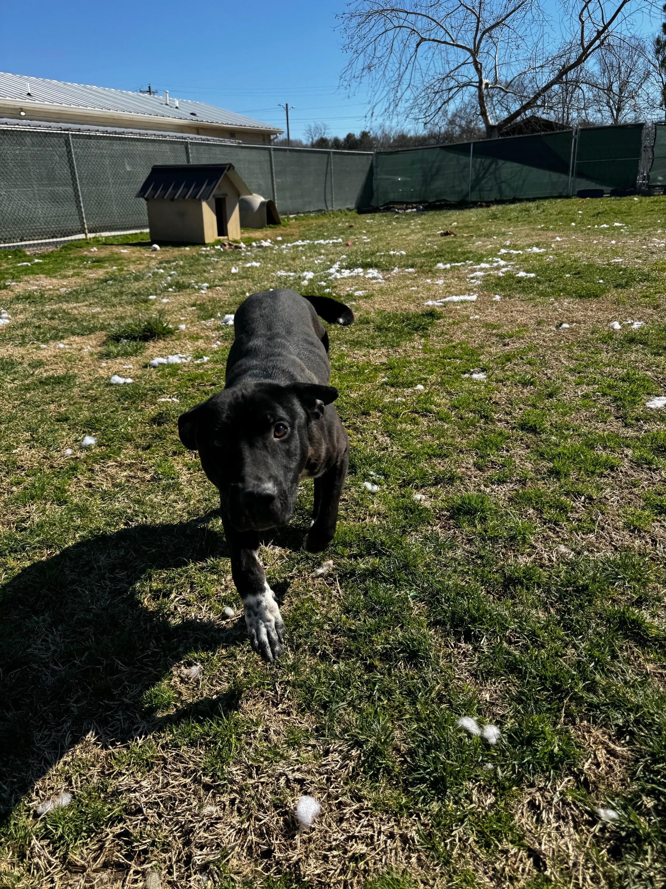 Cook, a Adoptable Pit Bull Terrier image 2/6