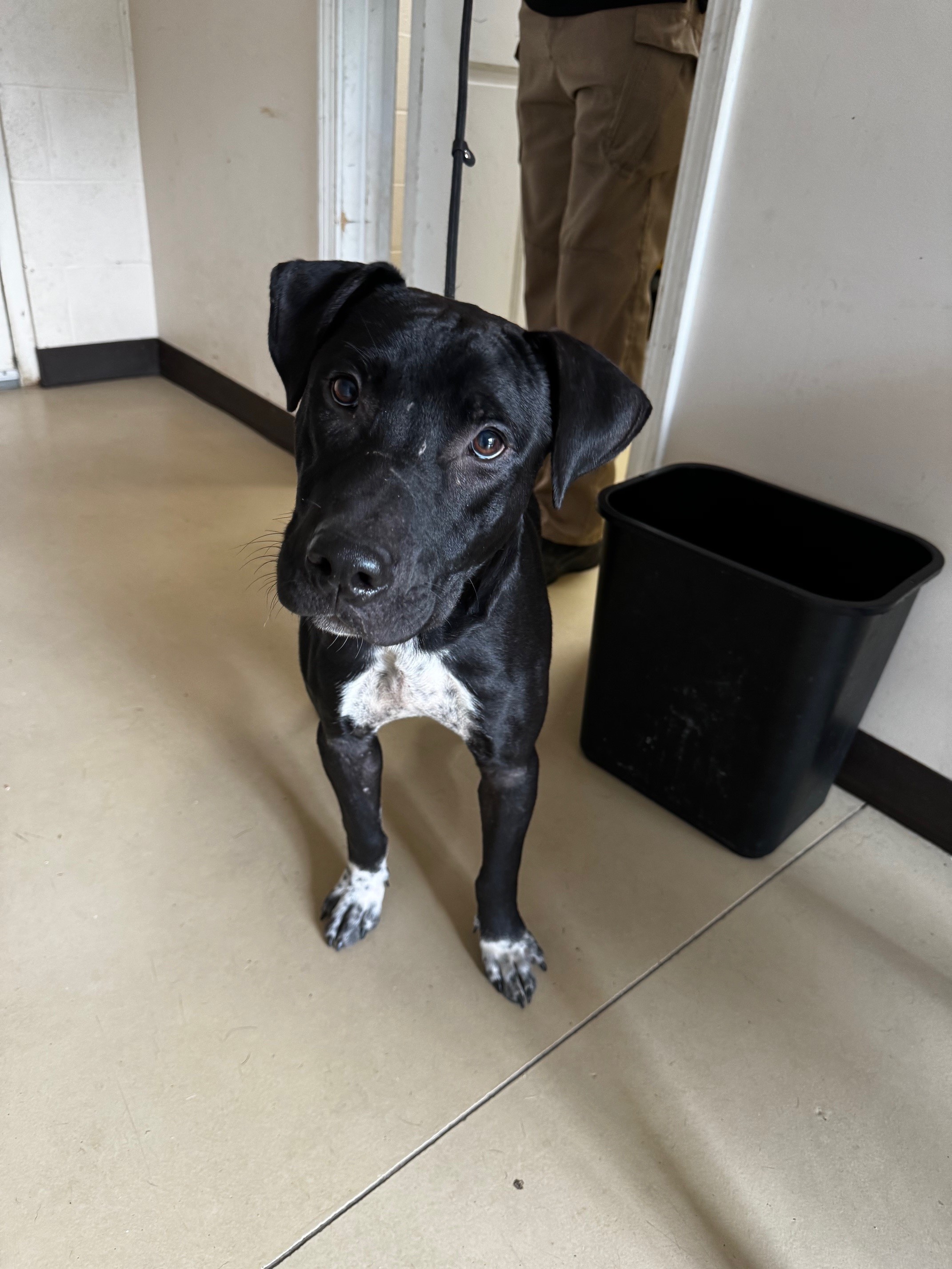 Cook, a Adoptable Pit Bull Terrier image 3/6