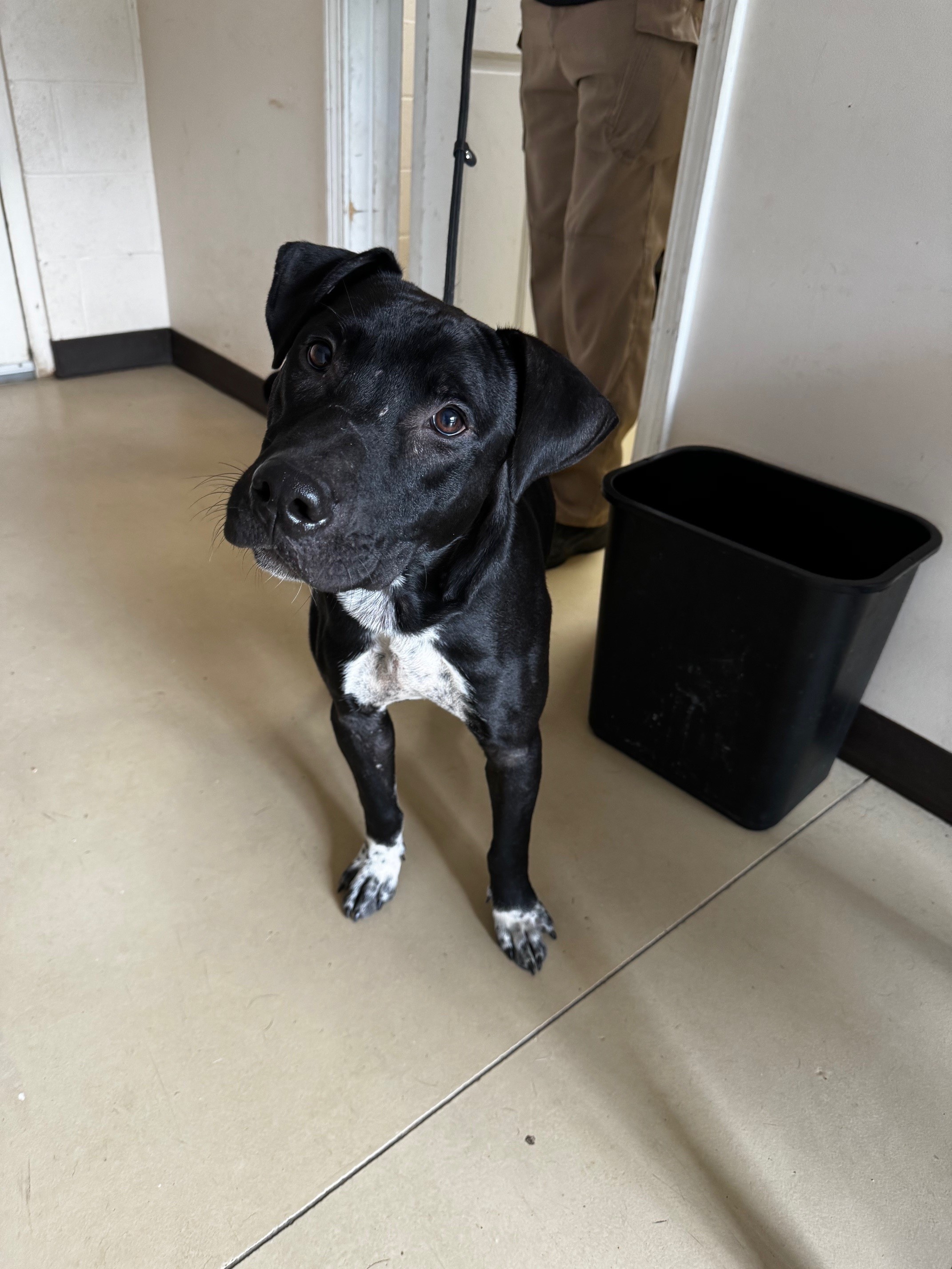 Cook, a Adoptable Pit Bull Terrier image 4/6