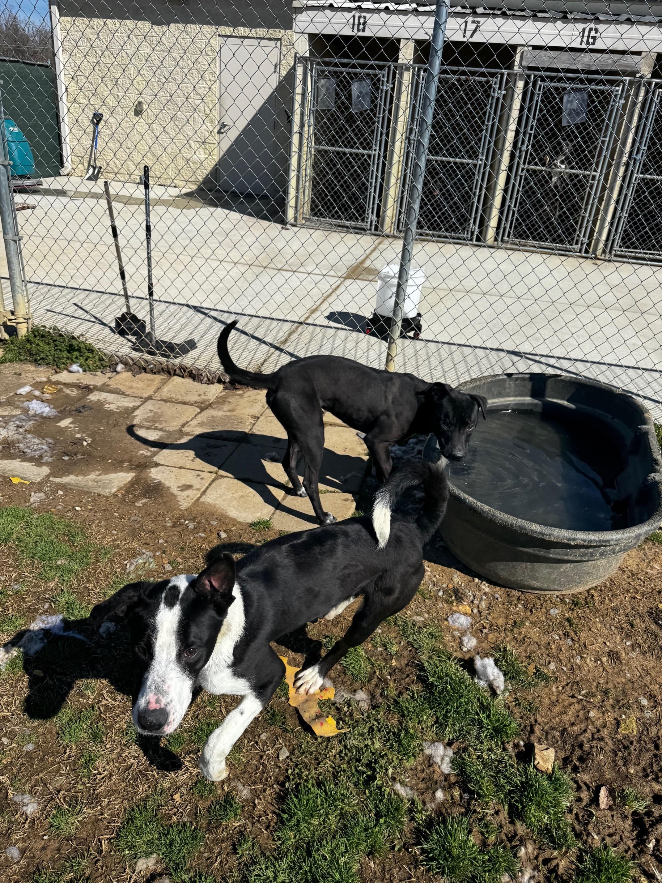 Cook, a Adoptable Pit Bull Terrier image 5/6