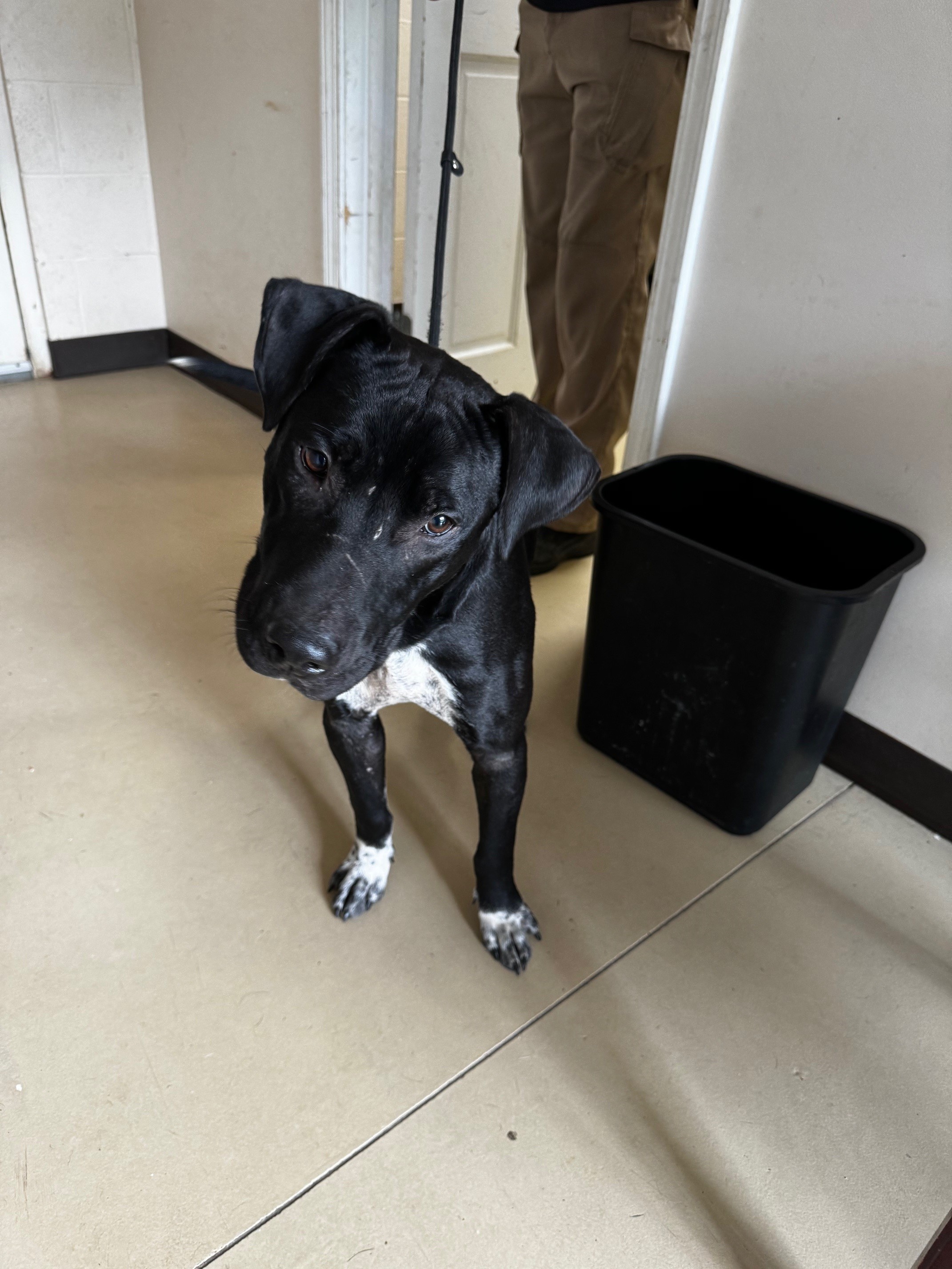 Cook, a Adoptable Pit Bull Terrier image 6/6