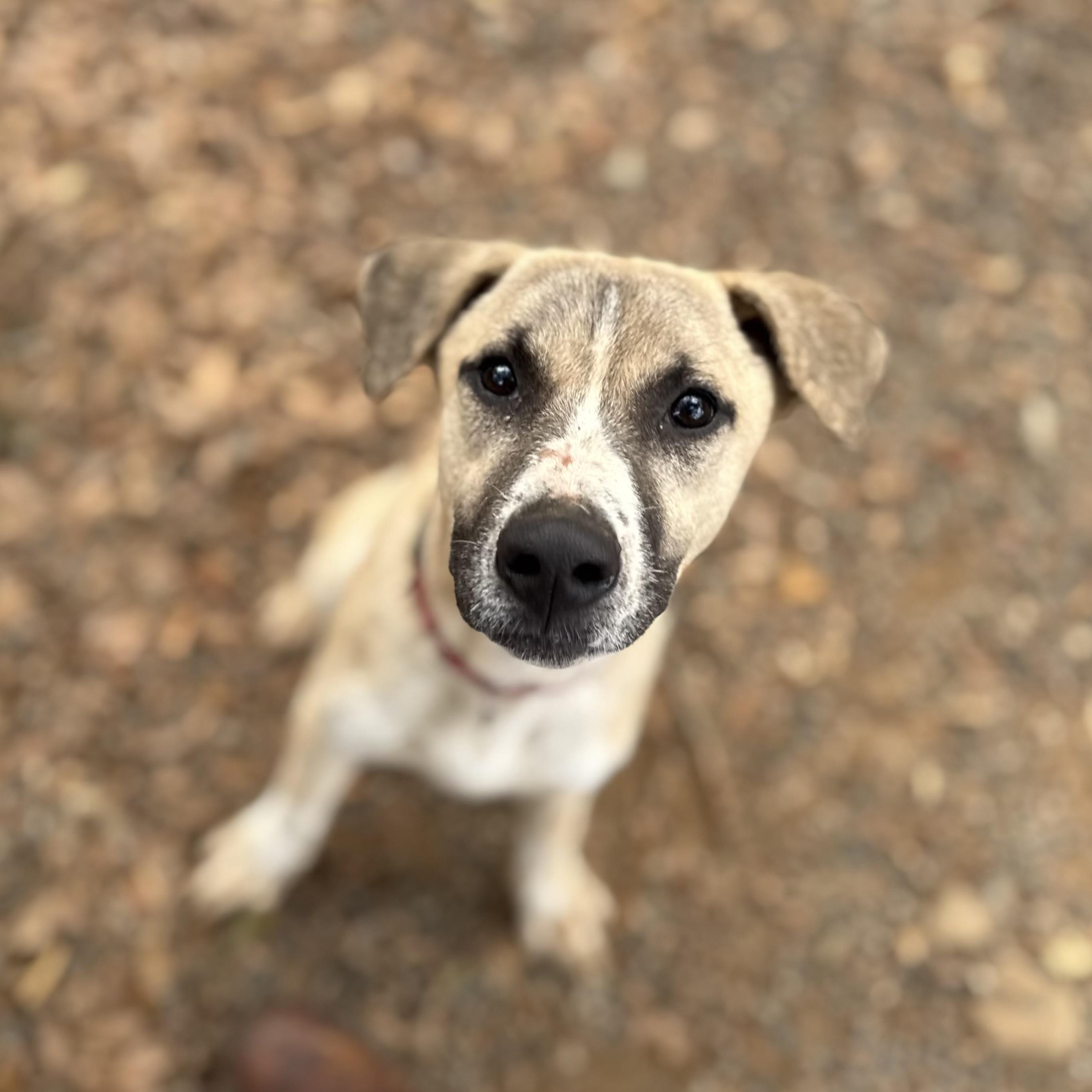 Captain Sniff — thumbnail 5