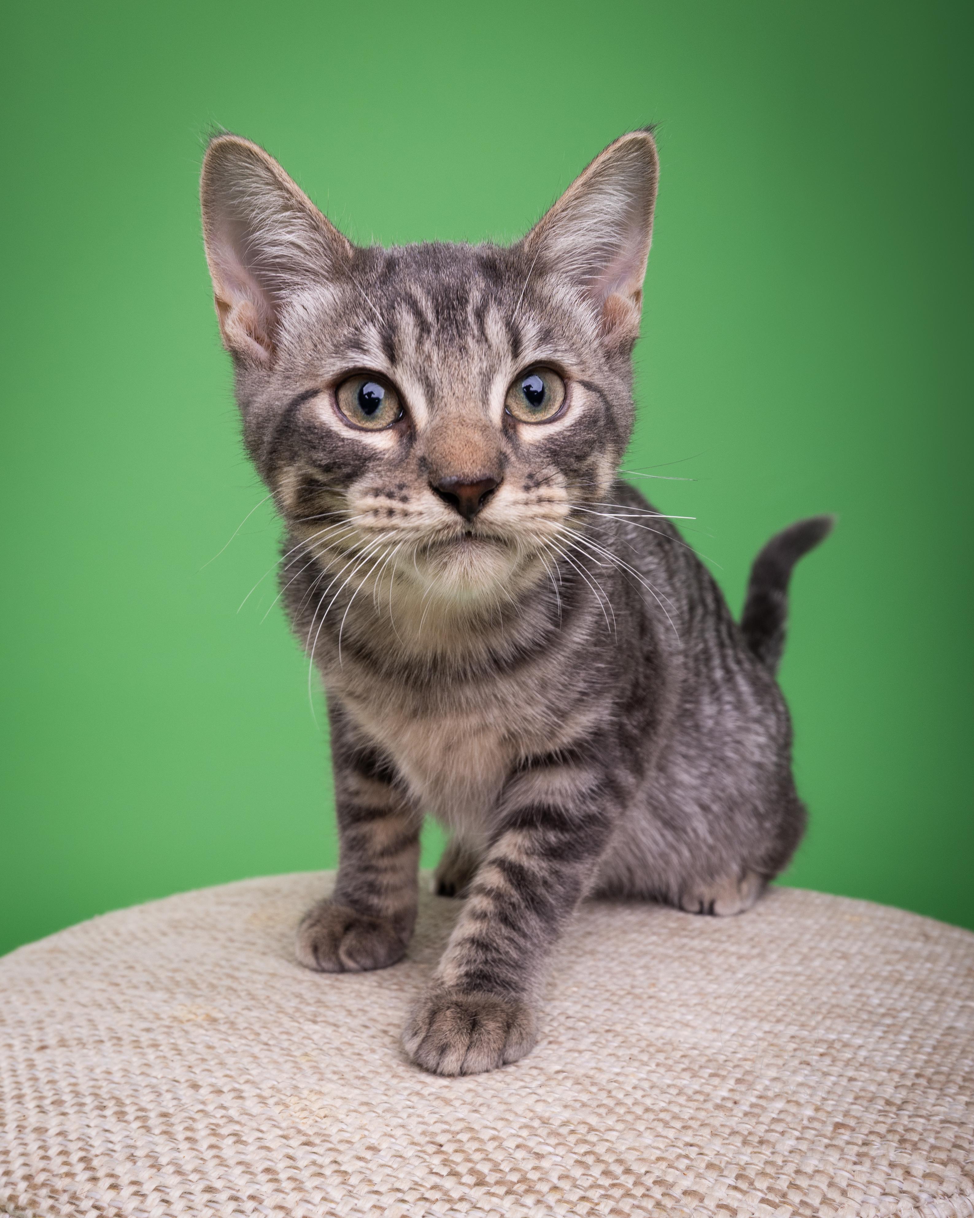 Bagel, an adoptable Domestic Short Hair in Fort Collins, CO, 80527 | Photo Image 2