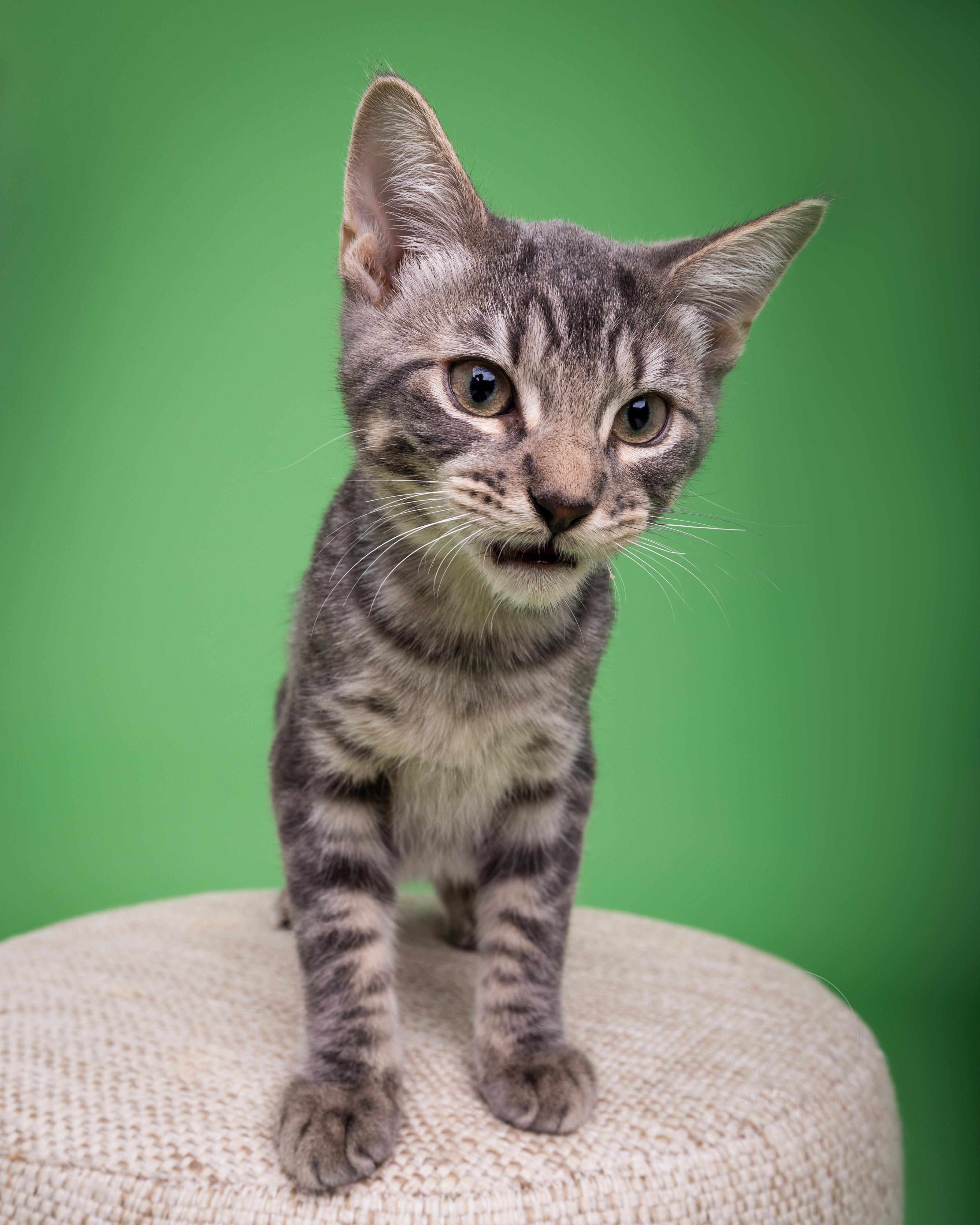 Bagel, an adoptable Domestic Short Hair in Fort Collins, CO, 80527 | Photo Image 3