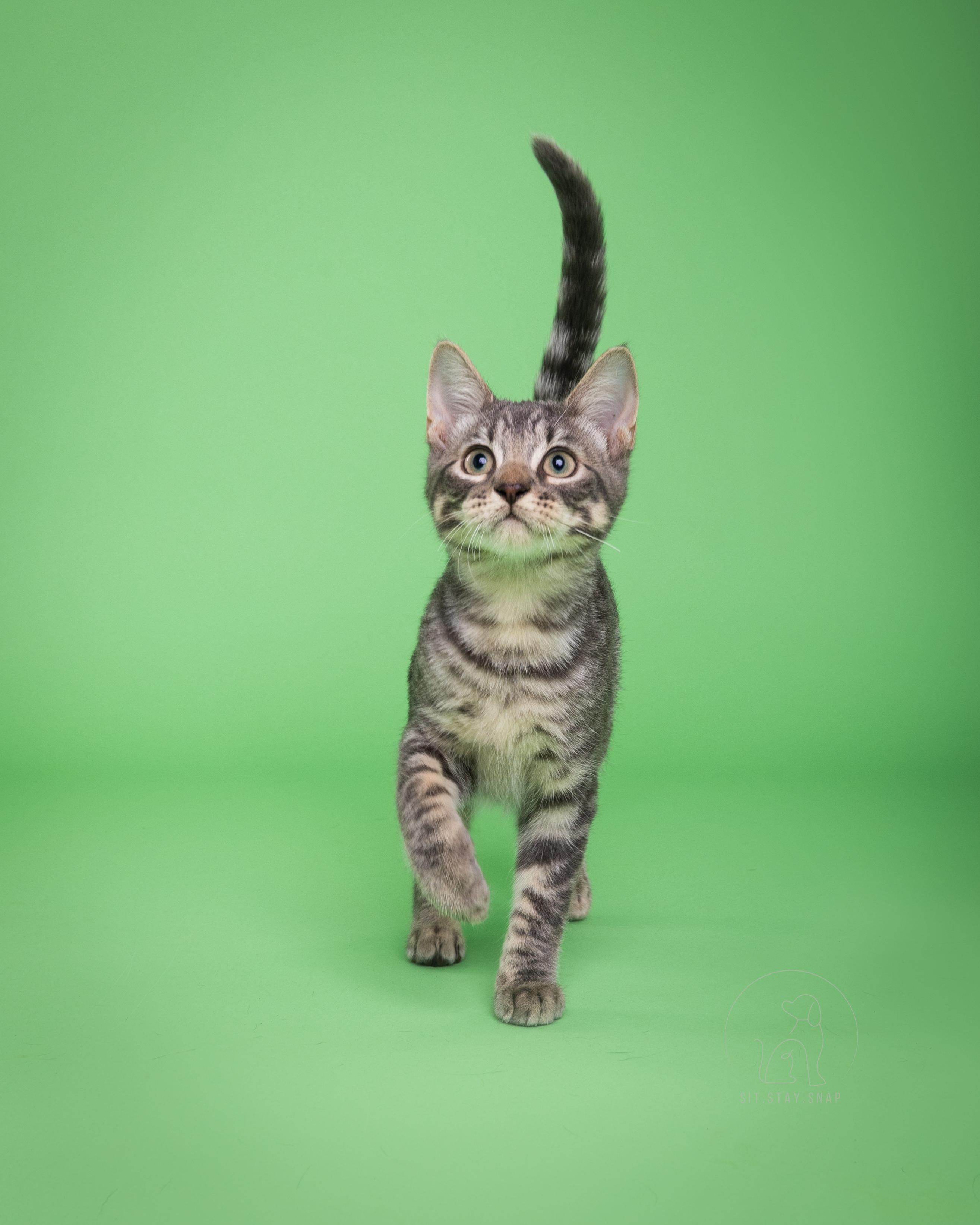 Bagel, an adoptable Domestic Short Hair in Fort Collins, CO, 80527 | Photo Image 1