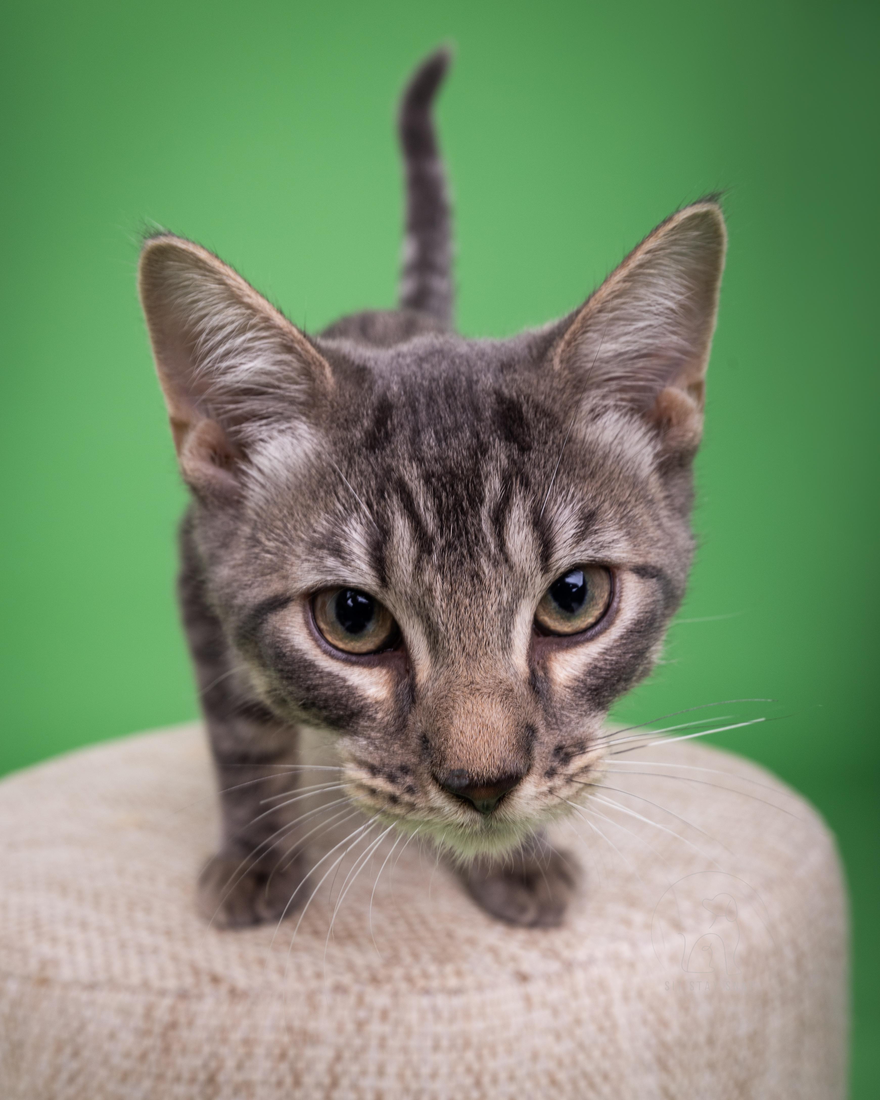 Bagel, an adoptable Domestic Short Hair in Fort Collins, CO, 80527 | Photo Image 4