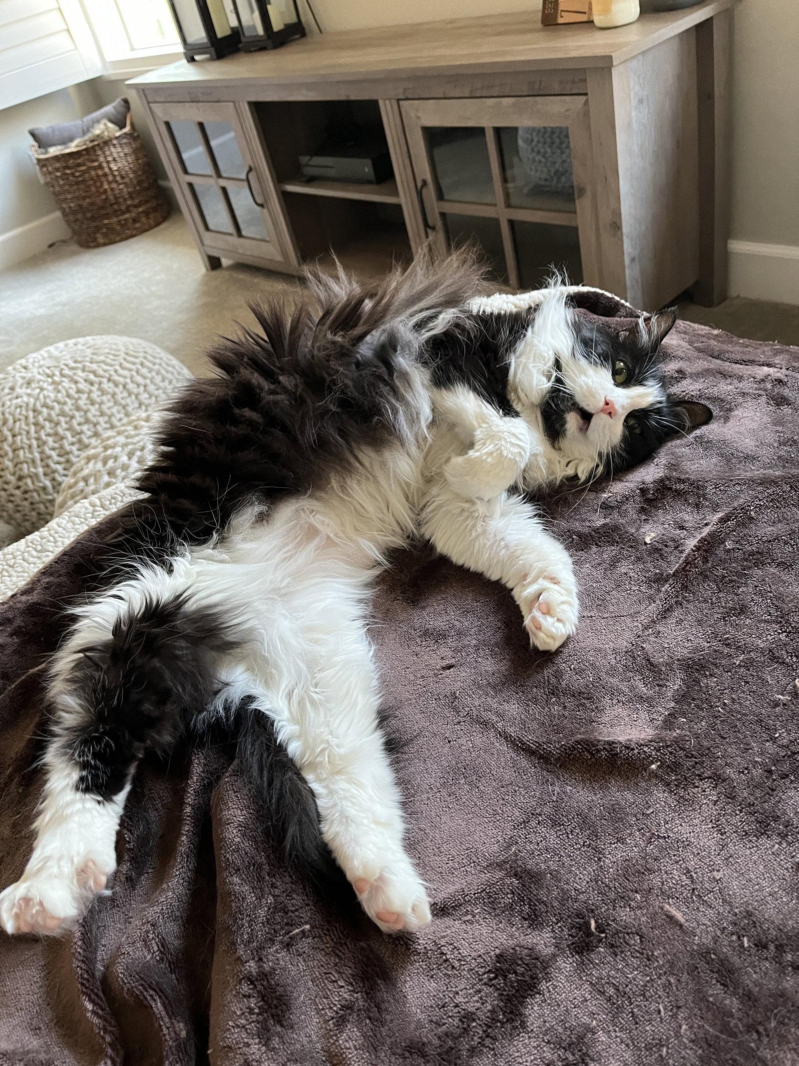 Bella Rose, Adoptable, Senior Female Domestic Long Hair & Tuxedo.