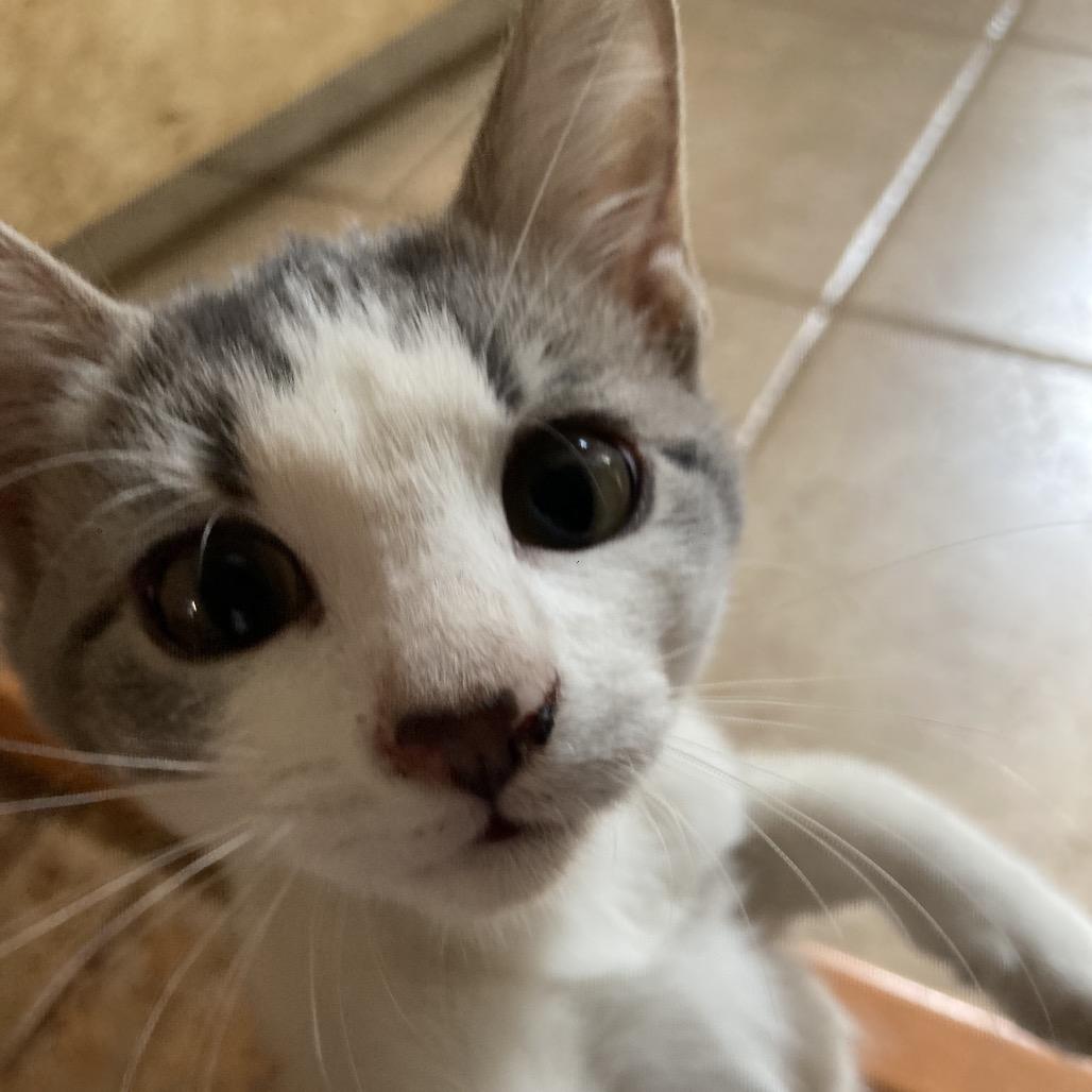 Millie Dyal-SD, Adoptable, Kitten Female Domestic Short Hair.