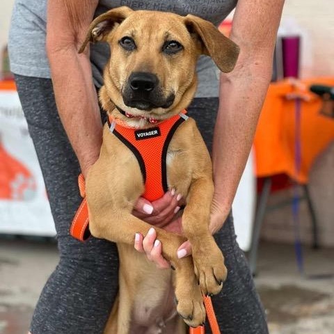 Brownie, an adoptable Feist in Sparta, NJ, 07871 | Photo Image 1