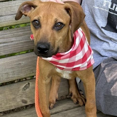 Brownie, an adoptable Feist in Sparta, NJ, 07871 | Photo Image 5
