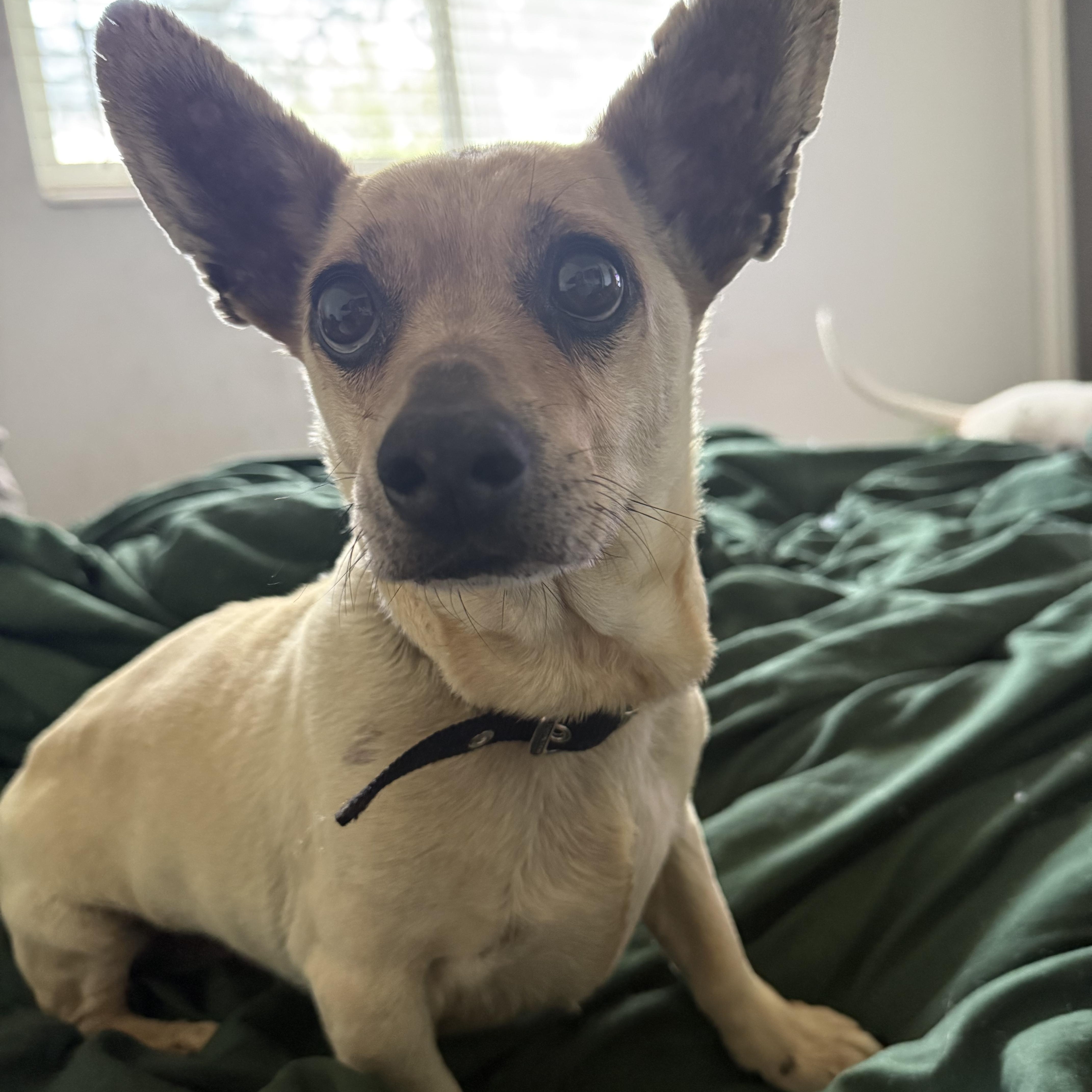 Derry, an adoptable mixed breed in West Valley, UT image 1/2