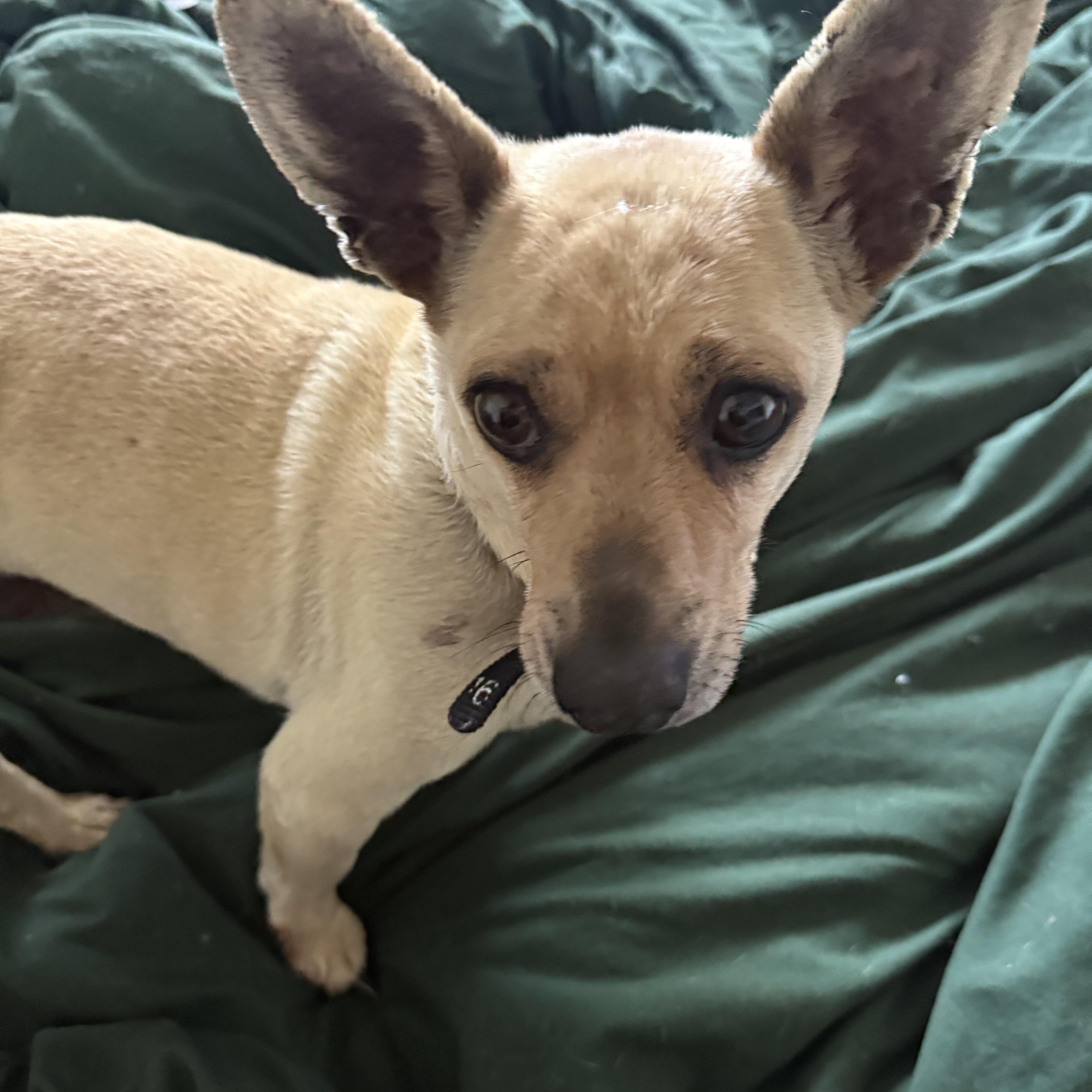 Derry, an adoptable mixed breed in West Valley, UT image 2/2