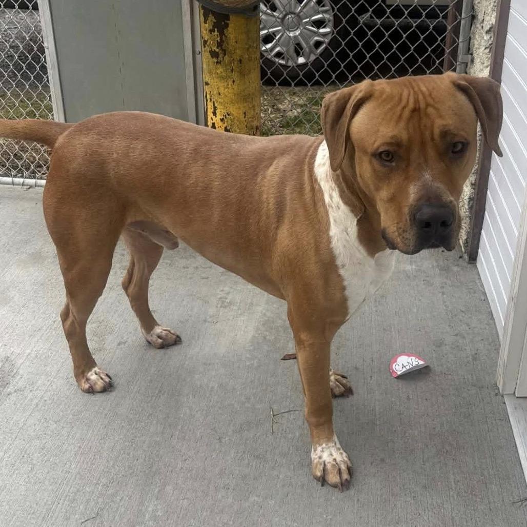 Enlarge Draco, a Adoptable Mixed Breed in Fredericksburg, VA image 1/6