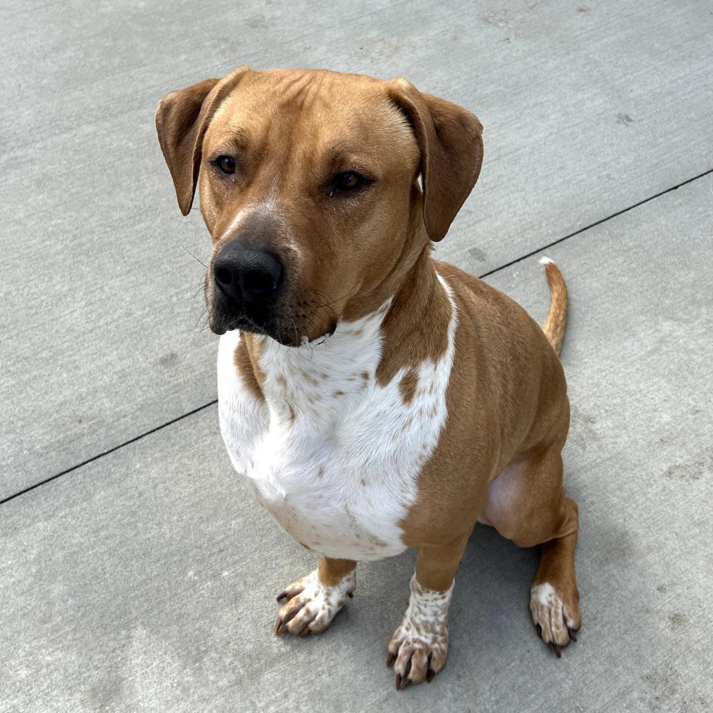 Draco, Adoptable, Adult Male Mixed Breed.