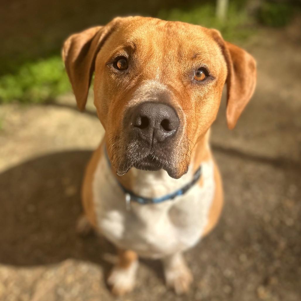 Enlarge Draco, a Adoptable Mixed Breed in Fredericksburg, VA image 2/6