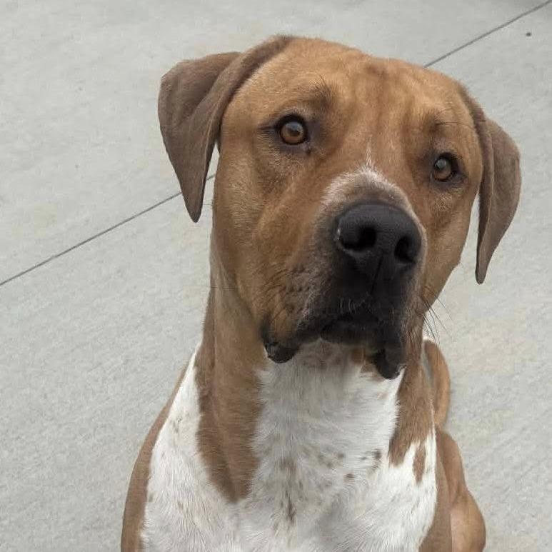 Enlarge Draco, a Adoptable Mixed Breed in Fredericksburg, VA image 3/6