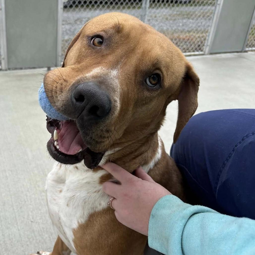 Enlarge Draco, a Adoptable Mixed Breed in Fredericksburg, VA image 4/6