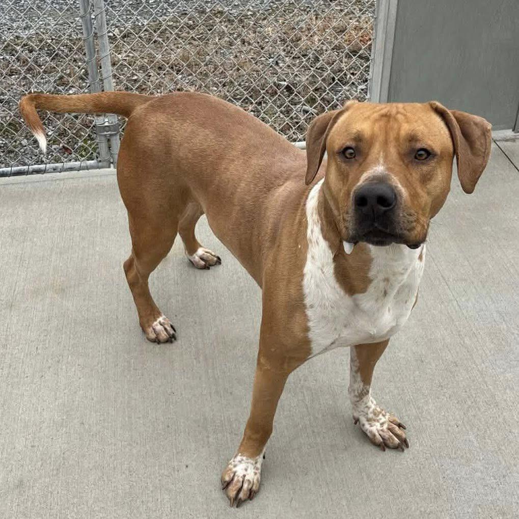 Enlarge Draco, a Adoptable Mixed Breed in Fredericksburg, VA image 5/6