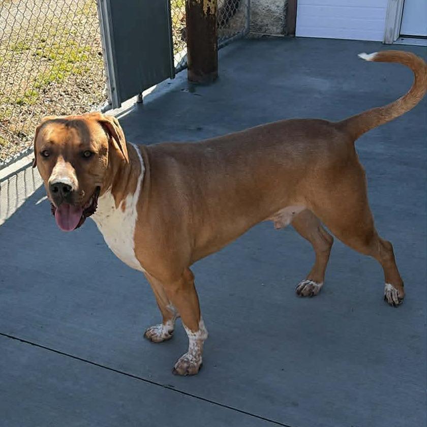Draco, a Adoptable Mixed Breed in Fredericksburg, VA image 6/6