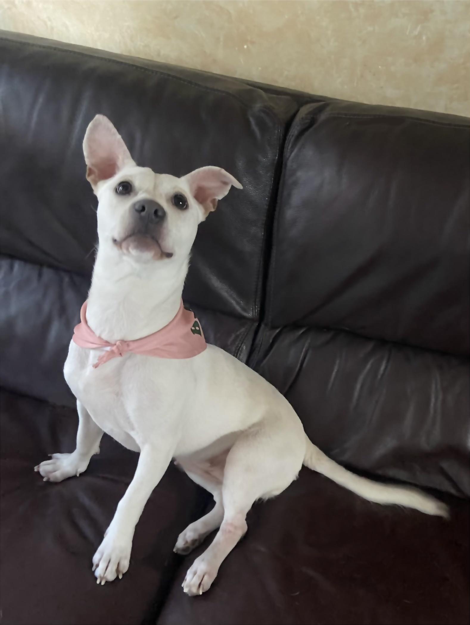 Daisy, a Adopted mixed breed in Coral gables, FL image 3/3