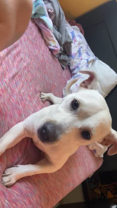 Enlarge Daisy, a Adopted mixed breed in Coral gables, FL video 1/3