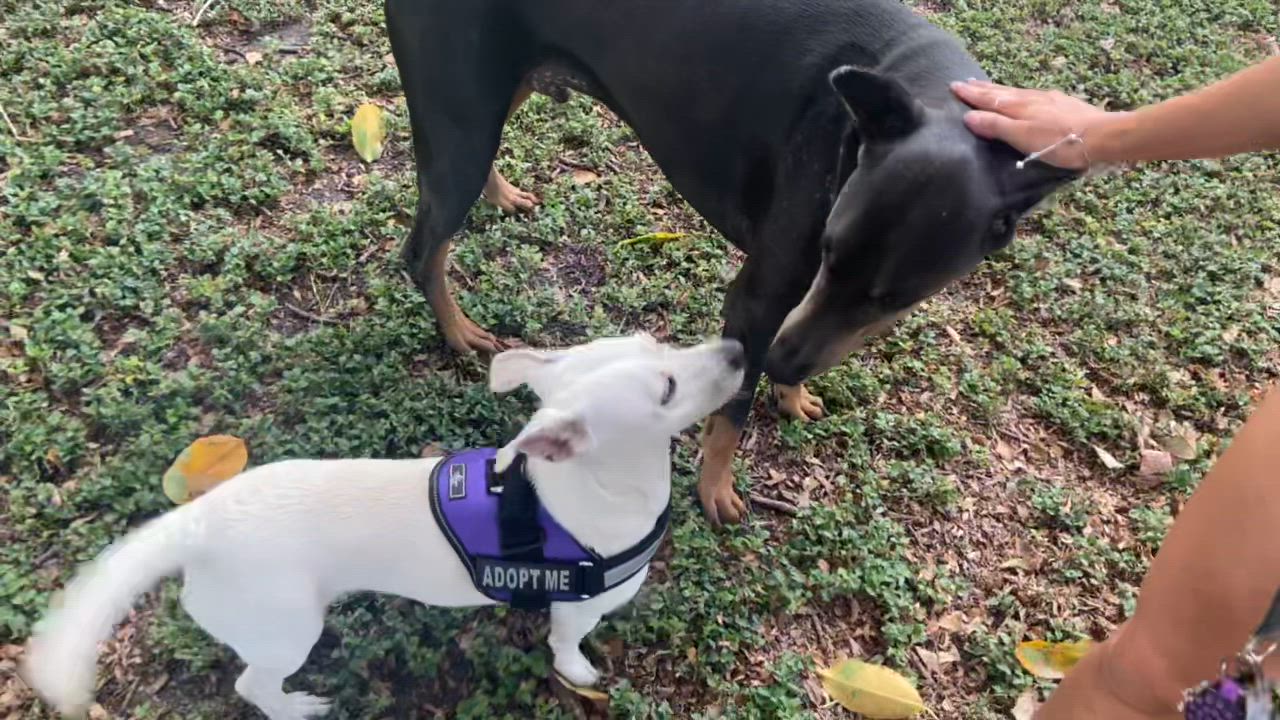 Enlarge Daisy, a Adopted mixed breed in Coral gables, FL video 2/3