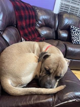 Cup Noodles, Adoptable, Adult Male Pit Bull Terrier & Mixed Breed.